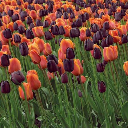 Garden State Bulb Maroon and Orange Mix Triumph Tulip Flower Bulbs, 12/+ cm, Fall Planting (Bag of 100)