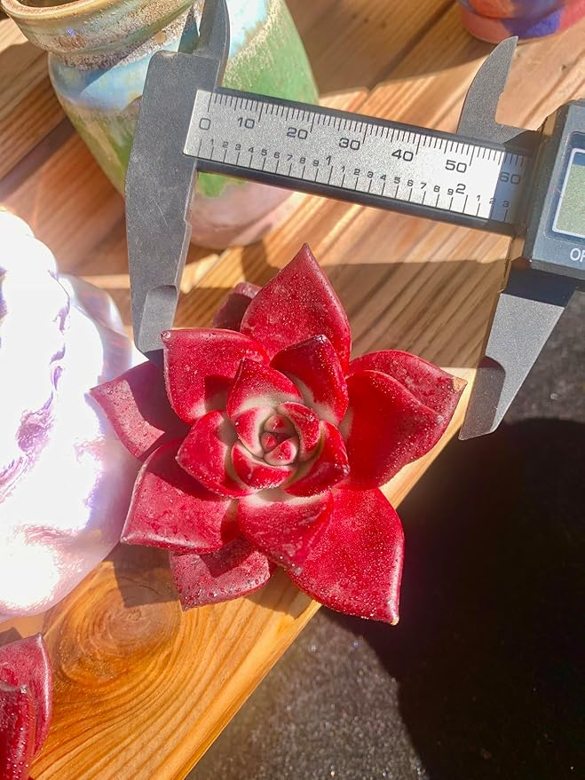 Echeveria Agavoides v Romeo Rubin Rare Live Succulent Plants, Red 1 Head 2.5" Live Plant, Package Without Pot Soil, Garden Indoor Office Desk, Wedding Party Baby Shower Decoration, Plant Lovers Gifts