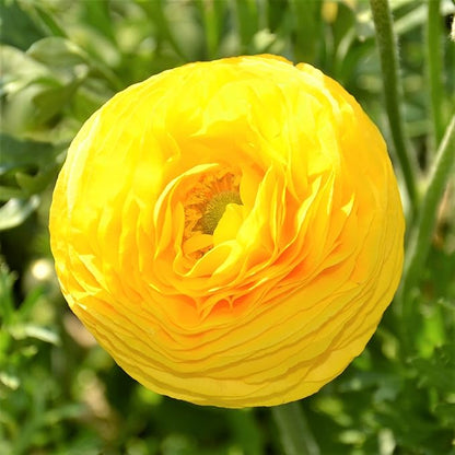 Easy to Grow Ranunculus Tecolote Yellow 10 Plant Bulbs - Sunny Yellow Flowers in Spring Full Sun Outdoor Zones 8-10, Mediterranean Carlsbad Flower Fields