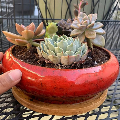 ARTKETTY Succulent Pots - 2 PCS Large Bonsai Pots with Drainage Tray, 7.3 Inch Shallow Planters for Indoor Plants Ceramic Cactus Plant Container Bowl for Home Office Desk