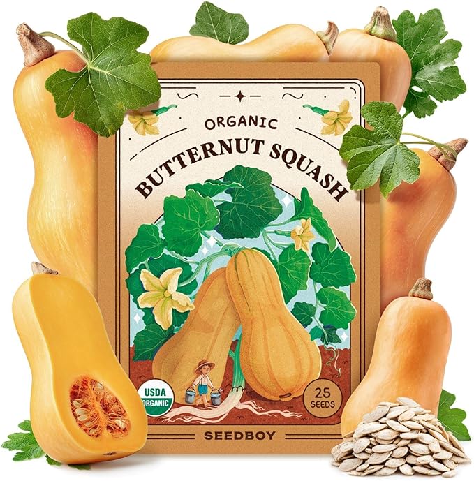 Seedboy Organic Winter Squash Seeds for Planting Indoor and Outdoor, Non-GMO and USDA Certified Vegetable Seed Packet for Hydroponic Garden Indoor or Planting Outdoors (Butternut Squash)