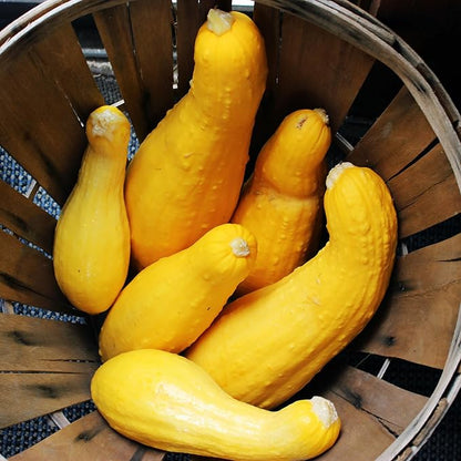 Back to The Roots 100% Organic Heirloom Seeds - Squash Value Pack (4g Total)