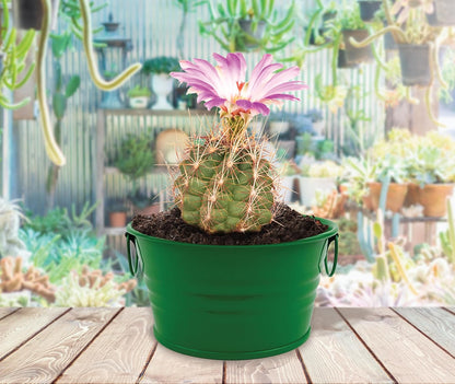 Buzzy Seeds Kid's Cactus Mini Basin Grow Kit | Green Painted Basin | Guaranteed to Grow | Fun Indoor-Outdoor Gardening Gift for Kids