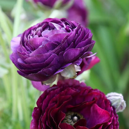 Easy to Grow Ranunculus Tecolote Purple 10 Plant Bulbs - Purple Flowers in Spring Full Sun Outdoor Zones 8-10, Mediterranean Carlsbad Flower Fields