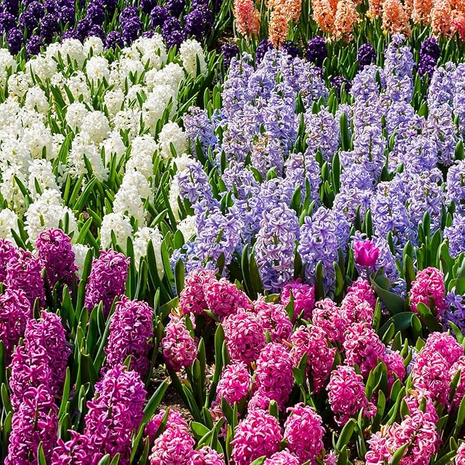 50 Mixed Hyacinth Bulbs – Fragrant Spring Flowers in Assorted Colors – Ideal for Beds & Containers – Bulk of Spring-Blooming Flowers – Easy Fall Planting - Plant in Gardens & Borders - Willard & May