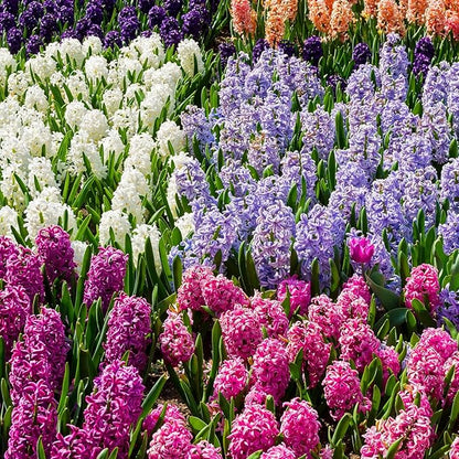50 Mixed Hyacinth Bulbs – Fragrant Spring Flowers in Assorted Colors – Ideal for Beds & Containers – Bulk of Spring-Blooming Flowers – Easy Fall Planting - Plant in Gardens & Borders - Willard & May