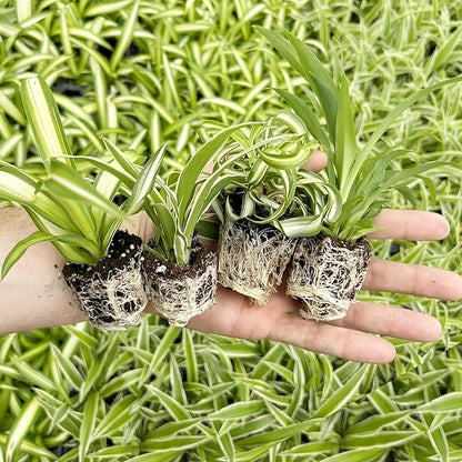 Spider Plant Variety Pack - 4 Spider Plants Live House Plants - Ocean, Hawaiian, Green, Bonnie Curly - Perfect for Home Garden & Office Decor - Ideal for Indoor Air Quality & Easy to Care