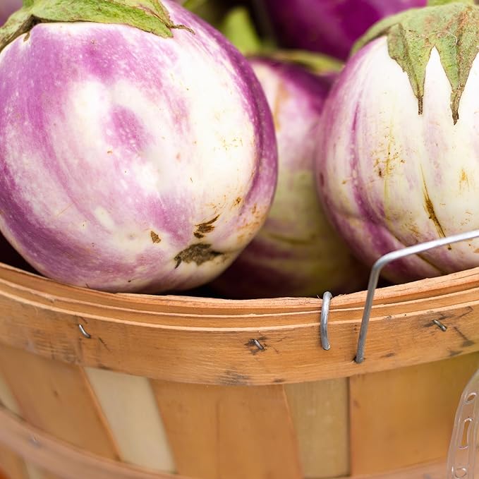 Back to The Roots 100% Organic Heirloom Seeds - Eggplant 'Guinea Squash' Value Pack (280mg Total)