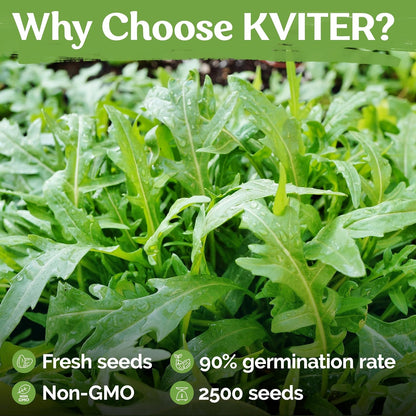 KVITER 2500 Roquette Arugula Seeds (Diplotaxis tenuifolia) - Arugula Fresh Organic & Non GMO Perennial Seed, Wild/Wall Rocket - Heirloom Herb Seeds for Planting in Outdoor & Indoor Garden