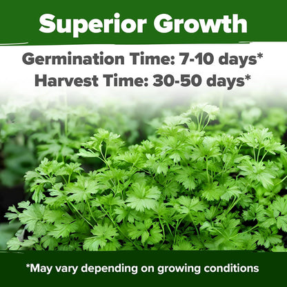 HOME GROWN 𝗨𝗦𝗔 𝗣𝗥𝗘𝗠𝗜𝗨𝗠 1000+ Cilantro Seeds for Planting Indoors or Outdoors - Non-GMO Heirloom Herbs, Coriander Plant Seeds, Herb Seeds Collection for Herb Garden (Coriandrum sativum)