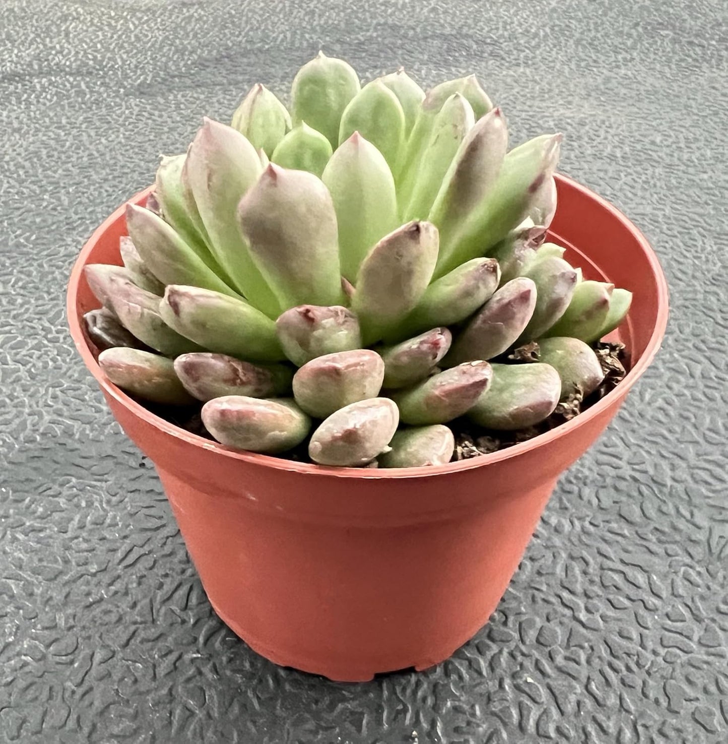 Sprout N Green Sedeveria Pink Ruby, Live Succulent Plant Fully Rooted in 4" Pot, Real House for Indoor Outdoor Home Office Wedding Decoration Party Favor