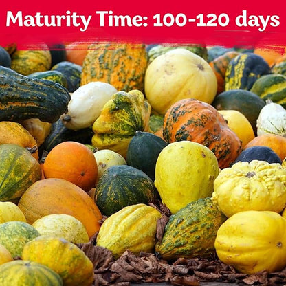 KVITER 50 Small Gourd Seeds Mix (Cucurbita Pepo) – Ornamental Fall Decor Gourds, Non GMO & Organic – Perfect Heirloom Seeds for Planting Decorative Gourds in Vegetable Garden