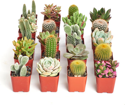Shop Succulents Premium Live Mini Cactus and Succulent Plants in 2" Pots, Easy Care Indoor or Outdoor Gardening, Terrariums, Favors, & Contemporary Spaces with Hardy, Resilient Varieties, Pack of 256