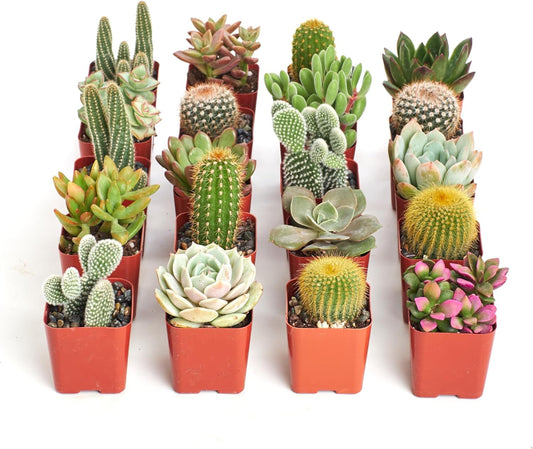 Shop Succulents Premium Live Mini Cactus and Succulent Plants in 2" Pots, Easy Care Indoor or Outdoor Gardening, Terrariums, Favors, & Contemporary Spaces with Hardy, Resilient Varieties, Pack of 256