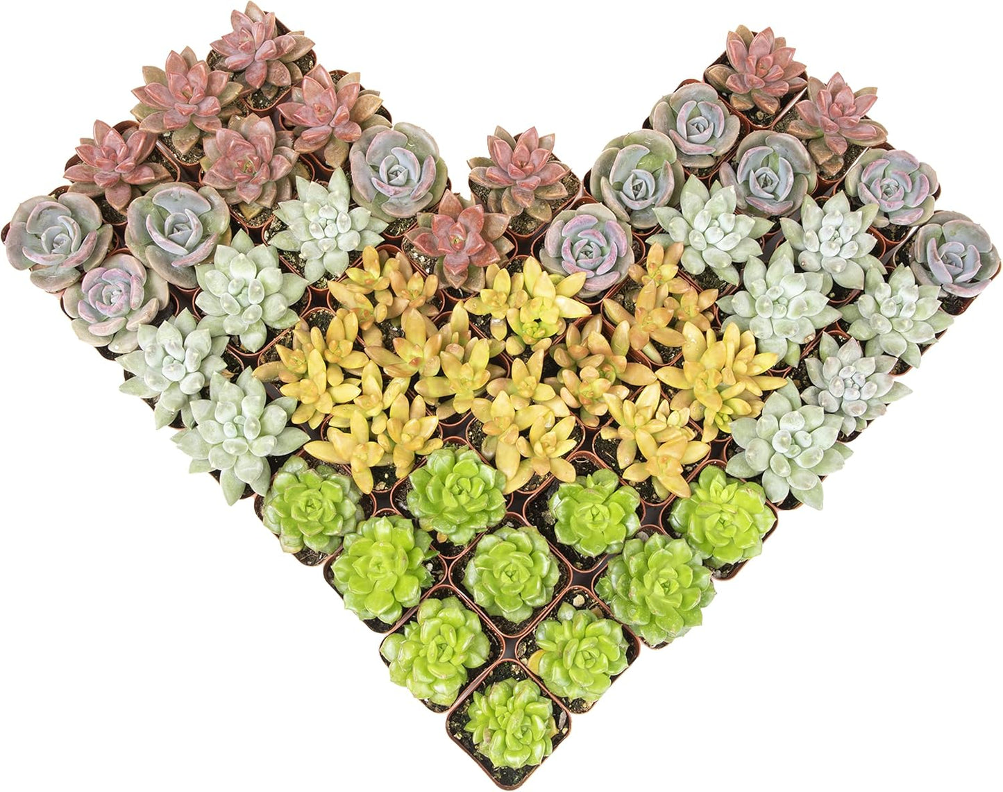 Altman Plants, Live Succulents Plants (50 Pack), Nursery Pots Variety Pack, Bulk Succulents Plants Live Plants Indoor Plants Live House Plants Indoors Live Indoor Plants Live Houseplants Live Indoor