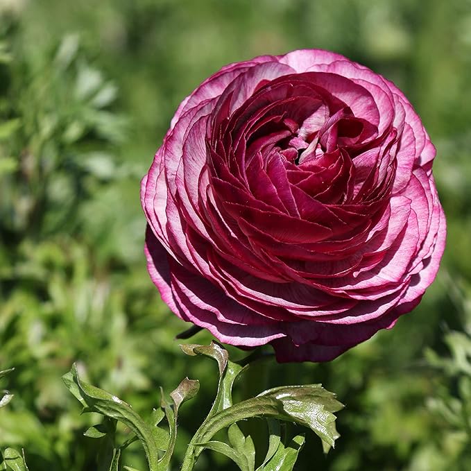Easy to Grow Ranunculus Tecolote Merlot 10 Plant Bulbs - Purple & White Flowers in Spring, Full Sun Outdoor Zones 8-10, Mediterranean Carlsbad Flower Fields