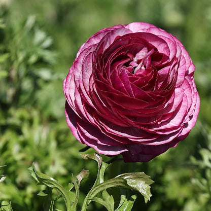 Easy to Grow Ranunculus Tecolote Merlot 10 Plant Bulbs - Purple & White Flowers in Spring, Full Sun Outdoor Zones 8-10, Mediterranean Carlsbad Flower Fields