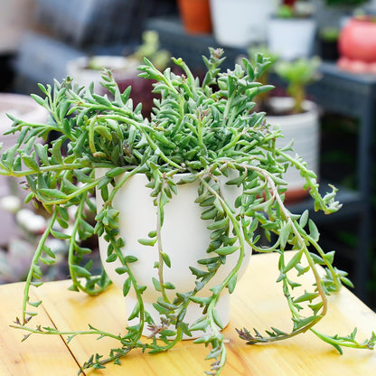 Live Succulents String of Dolphins (4-inch), Succulent Plants Fully Rooted in Pots with Soil, Easy-Care House Plant for DIY, Home Office Decor, Wedding Party Favor