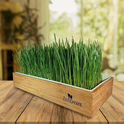 Organic Wheatgrass Growing Kit, Self Watering, with Soilless Grow Mats. The Easy Way to Grow & Juice Healthy Wheat Grass & Make Cat Grass. Bamboo Surround & Black Out Lid. (Organic Wheatgrass Kit)