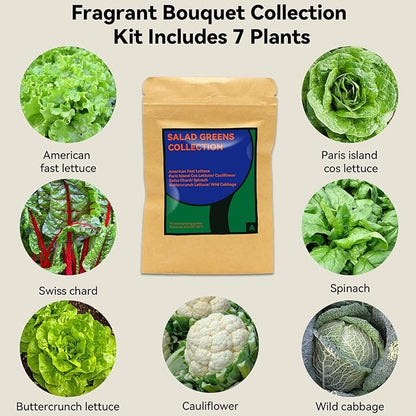inbloom Salad Green Seed Pod Kit for Hydroponics Growing System, 7 Pods (350+ Seeds with American Fast/Paris Island/Buttercrunch Lettuce, Swiss Chard, Spinach, Cauliflower, and Wild Cabbage)