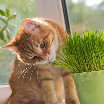 Back to The Roots 100% Organic Heirloom Seeds - Catnip Mint Seeds for Planting Value Pack (200mg Total)