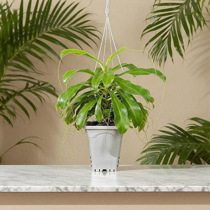 HG9X9SW 9"x9" Square Grayish-White Light-Blocking Plastic Planter with Hanging Holes, Hydroponic Side Holes, Indoor/Outdoor, 10" Tall, Pack of 24