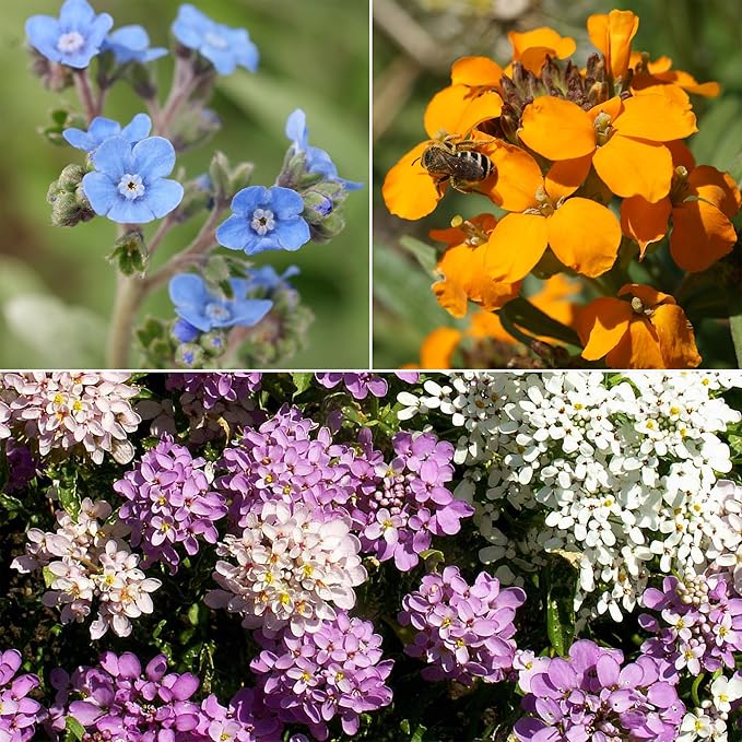 Ferry-Morse Knee-High Mix Bulk Wildflower Seeds, 1lb