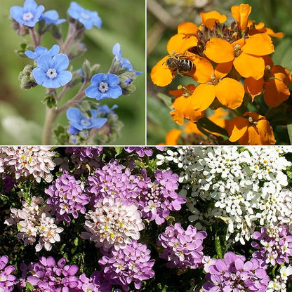 Ferry-Morse Knee-High Mix Bulk Wildflower Seeds, 1lb