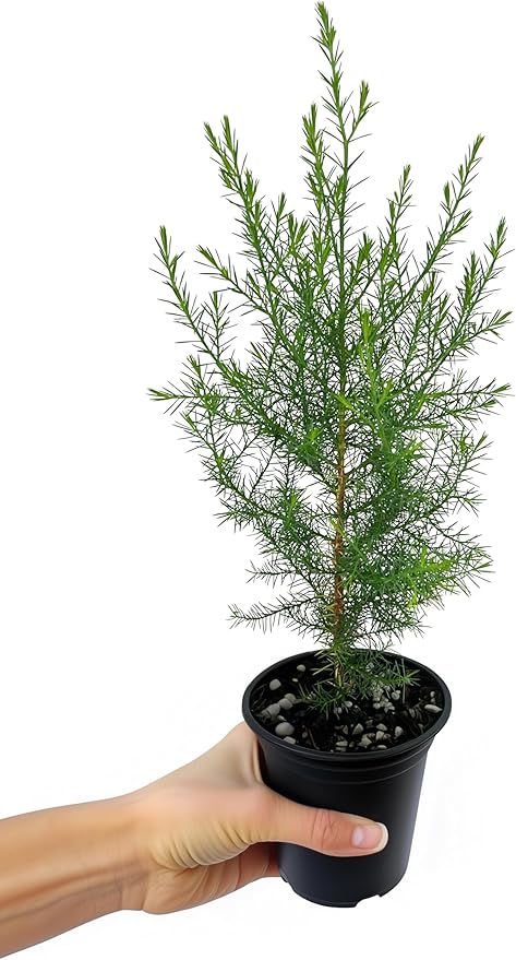 Southern Red Cedar | 5 Live 4 Inch Pots | Juniperus Virginiana Silicicola | Evergreen Privacy Trees | Native Landscape Plants
