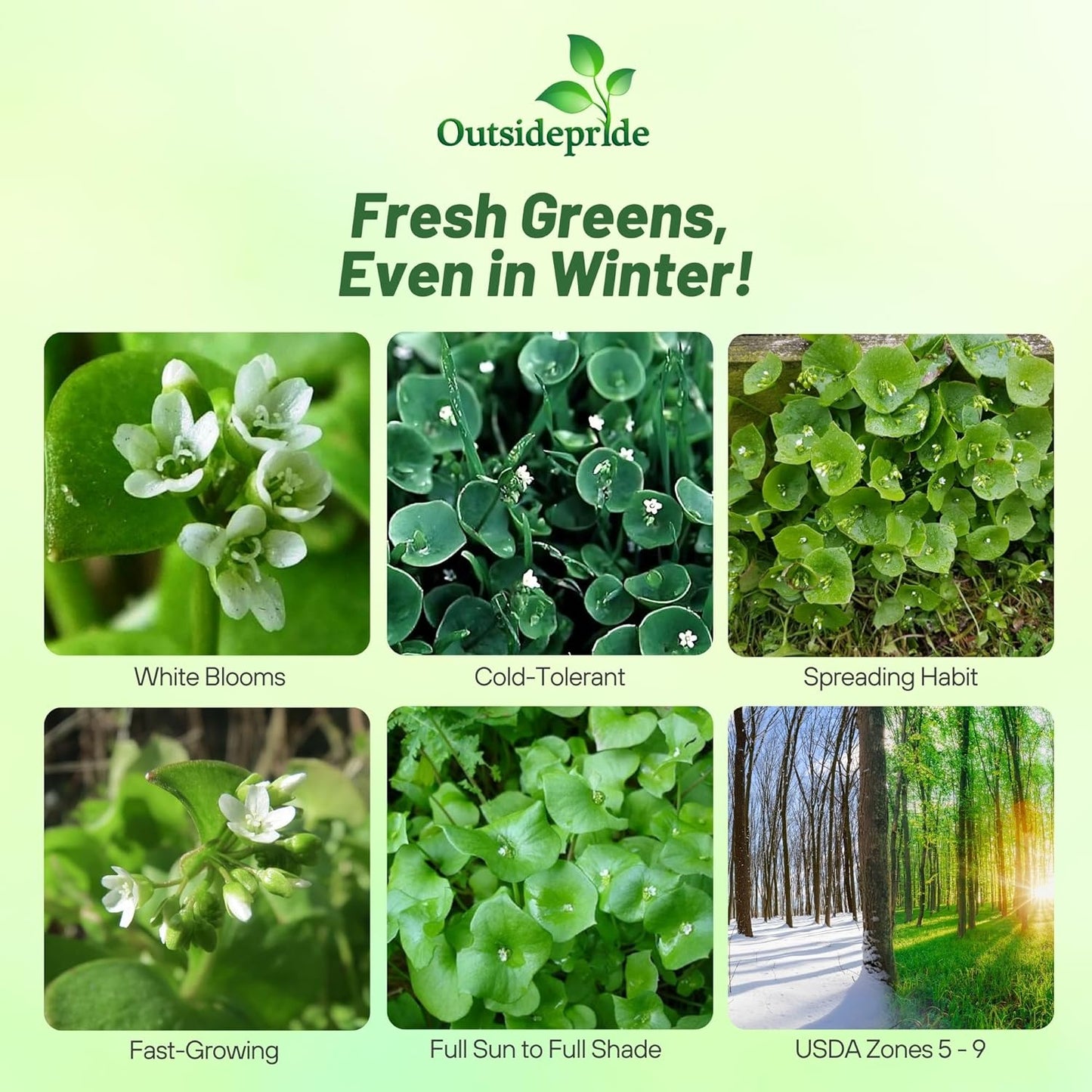 Outsidepride Winter Purslane Seeds for Planting - 5,000 Pcs Annual, Easy to Grow, Vitamin-Rich & Drought Tolerant Succulent Seeds for Culinary, Xeriscaping, Containers & Hanging Baskets