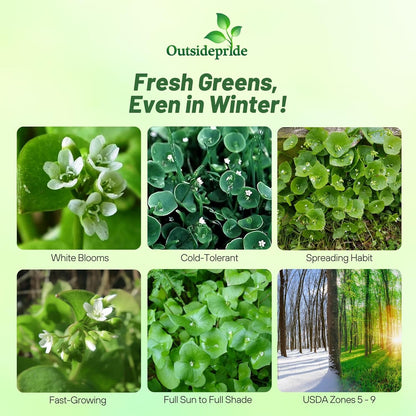 Outsidepride Winter Purslane Seeds for Planting - 10,000 Pcs Annual, Easy to Grow, Vitamin-Rich & Drought Tolerant Succulent Seeds for Culinary, Xeriscaping, Containers & Hanging Baskets