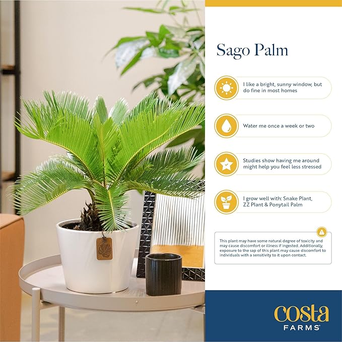 Costa Farms Live Sago Palm, Easy to Grow Live Indoor Plant, Houseplant in Plant Pot, Home and Room Decor, 1 Foot Tall