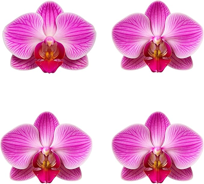 Premium Pink Phalaenopsis Orchid Plant - Live Double Stem with Rose Quartz and Amethyst Crystal - Indoor Flowering Houseplant Gift - Perfect for Birthday Anniversary