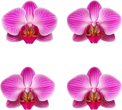 Premium Pink Phalaenopsis Orchid Plant - Live Double Stem with Rose Quartz and Amethyst Crystal - Indoor Flowering Houseplant Gift - Perfect for Birthday Anniversary