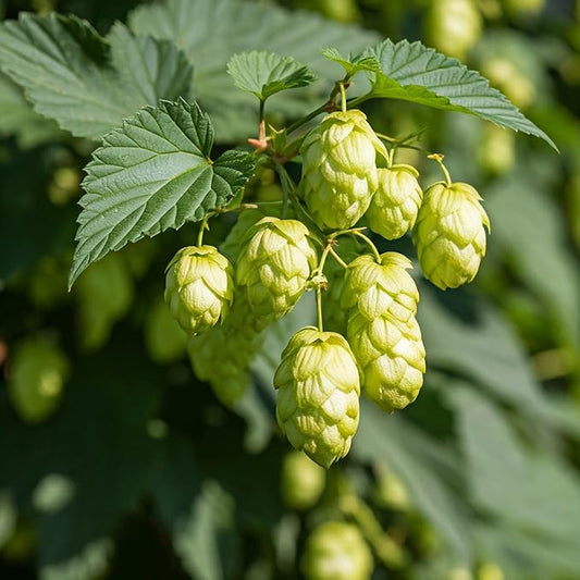 Tree Grow Kit | Easy to use | Educational | Memorial Gift | Plant It for The Planet | Grow Your Own Tree |Wide Selection to Choose from (Common Hops (for Beer Production))