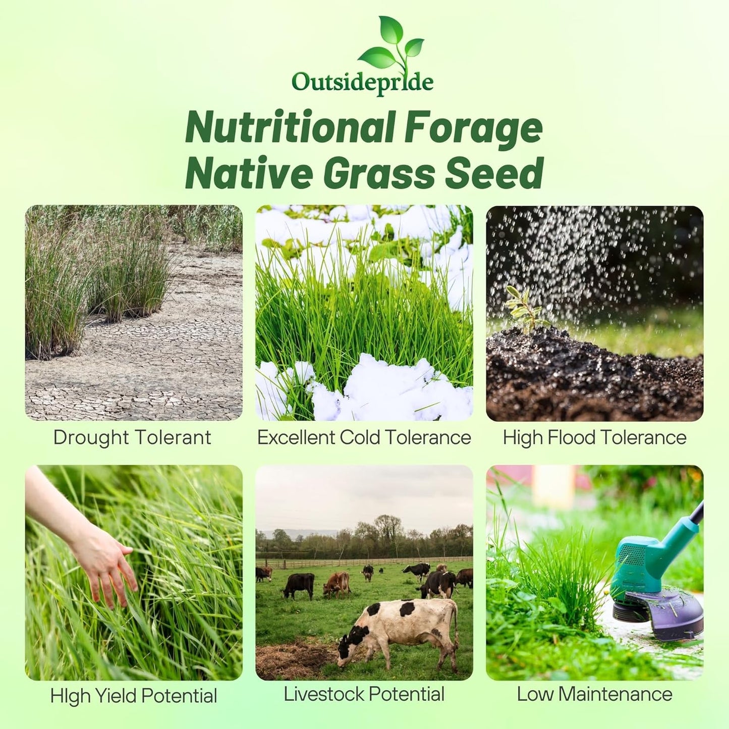 Outsidepride Switchgrass Seed - 10 lbs. Perennial Hardy, Drought & Flood Tolerant Native Grass Seed Ideal Fast-Growing Grasses for Erosion Control, Wildlife Forage & Food Plots, Thrives in Poor Soil
