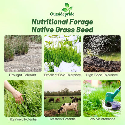 Outsidepride Switchgrass Seed - 1 lb. Perennial Hardy, Drought & Flood Tolerant Native Grass Seed Ideal Fast-Growing Grasses for Erosion Control, Wildlife Forage & Food Plots, Thrives in Poor Soil