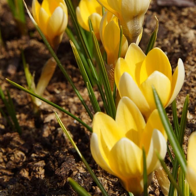 Easy to Grow Crocus Cream Beauty 20 Plant Bulbs - Fragrant Light Yellow Flowers in Late Winter to Early Spring, Outdoor Zones 3-8