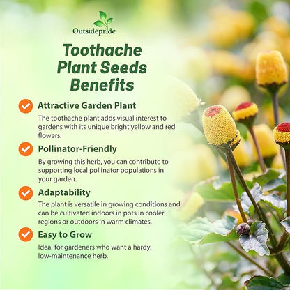 Outsidepride Toothache Plant Seeds - 5000 Pcs. Perennial, Easy to Grow & Pollinator Friendly, Herb Seeds for Planting Ornamental, Pompom-Shaped Yellow Blooms for Culinary Creations & Herb Gardens