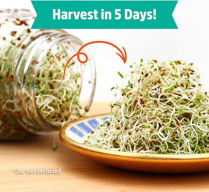 Back to the Roots 100% Organic Alfalfa Seeds | 1 Pound Non-GMO | Nutrient Dense, Easy to Grow, Rich in Fiber