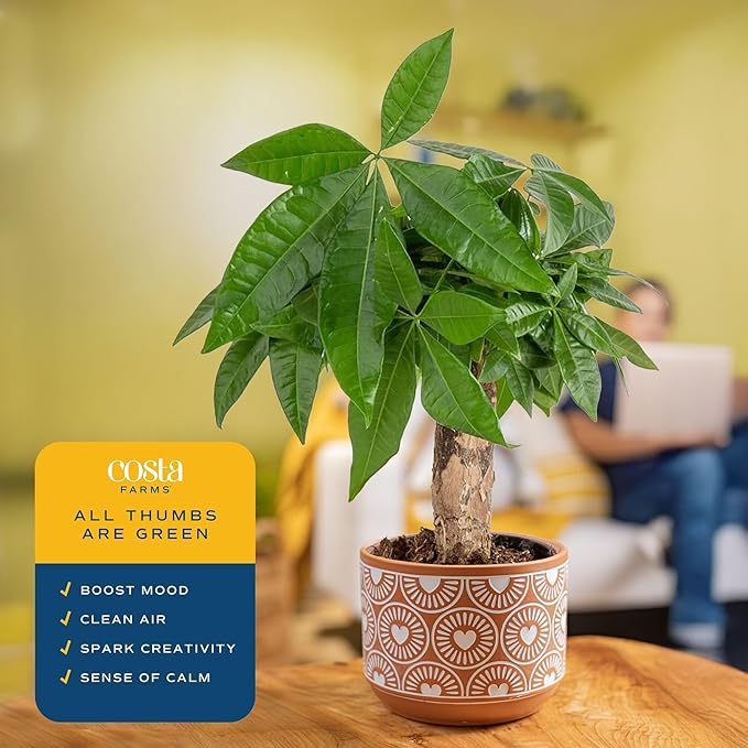Costa Farms Money Tree, Small Easy to Grow Live Indoor Plant, Live Houseplant in Indoor Plant Pot, Bonsai Potted in Potting Soil, Birthday, Housewarming, Tabletop and Office Home Decor, 10-Inches Tall