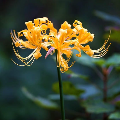 Easy to Grow Lycoris Yellow 'Spider Lily' Plant Bulbs (3 Pack) - Yellow Flowering Blooms in Summer to Fall Gardens
