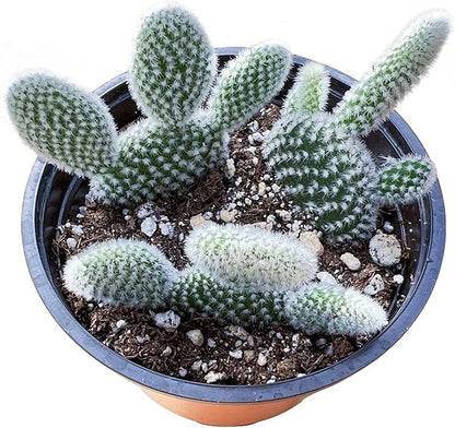 Sprout N Green Opuntia microdasys albata 'Bunny Ears', Live Cactus Plant Rooted in 4in Nursery Pot, Indoor Outdoor Office Home Holiday Décor