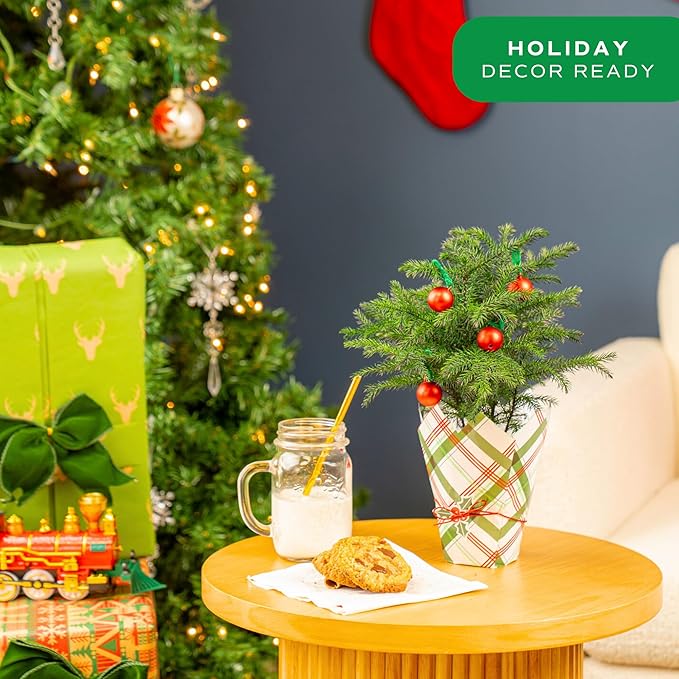 Costa Farms Live Christmas Tree, Small Norfolk Island Pine Tree in Nursery Plant Pot, Potting Soil, Indoor Tree Decor, All Seasons Tabletop Holiday Home or Room Decor, 10-12 Inches Tall
