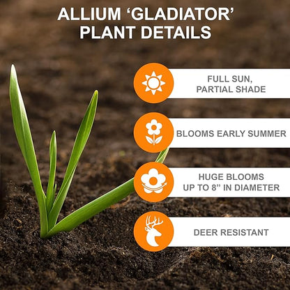Garden State Bulb Gladiator Allium Flower Bulbs, 18cm, Fall Planting (Bag of 30)