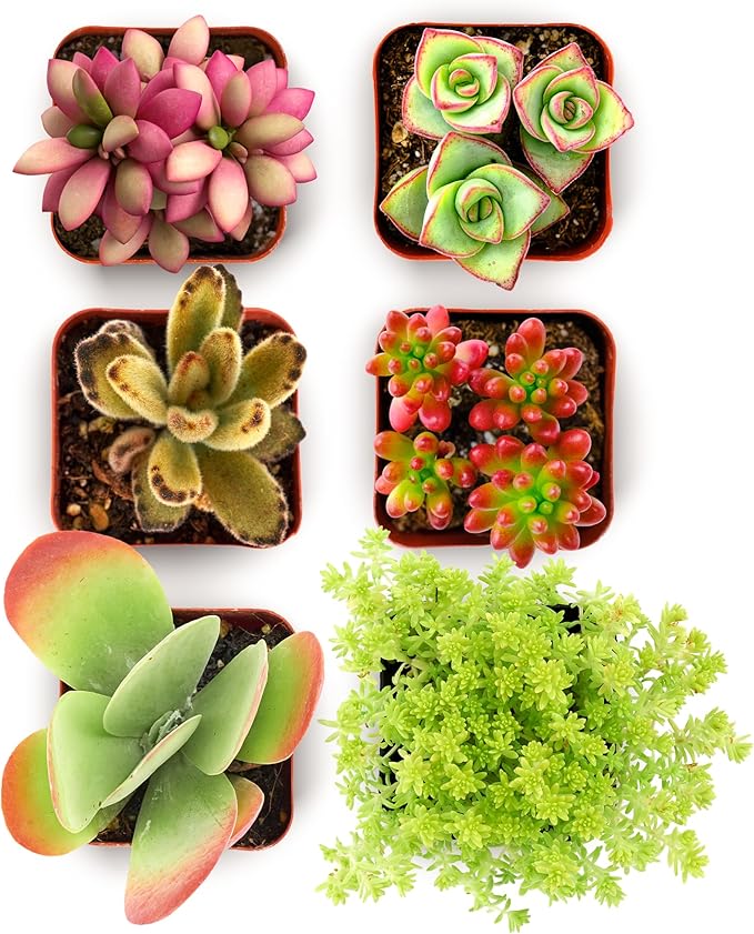 Shop Succulents Endless Summer Succulent Pack Collection - Live Mini Succulent Plants, Low Maintenance, Colors & Textures - Wedding and Party Favors, Gift & Garden, Pack of 6