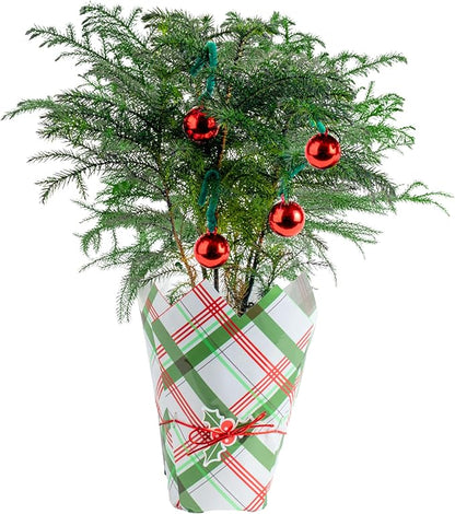Costa Farms Live Christmas Tree, Small Norfolk Island Pine Tree in Nursery Plant Pot, Potting Soil, Indoor Tree Decor, All Seasons Tabletop Holiday Home or Room Decor, 10-12 Inches Tall