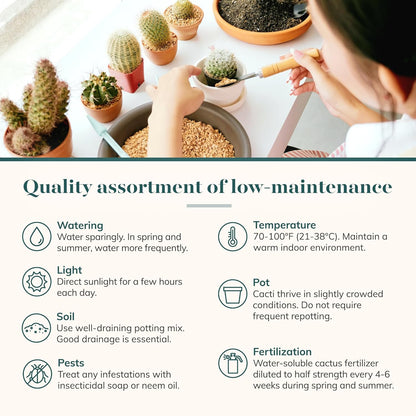 Shop Succulents Premium Live Mini Cactus Plants in Bulk 2" Pots, Easy Care Indoor or Outdoor Gardening, Terrariums, Favors, & Contemporary Spaces with Hardy, Resilient Varieties, Pack of 256