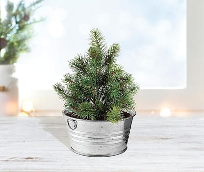 Buzzy Seeds Spruce Christmas Tree to Be Grow Kit, Complete with a Mini Galvanized Basin Planter, Non-GMO Seeds and Growing Medium, Fun DIY Holiday Gardening Gift, Stocking Stuffer, Party Favor