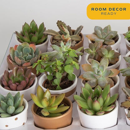 Costa Farms Mini Succulents (48 Pack), Live Succulent Plants in Decor Pots, Indoor Houseplants in Potting Soil, Party Favor Gifts, Bulk Baby Shower, Bridesmaid, 2-Inches Tall